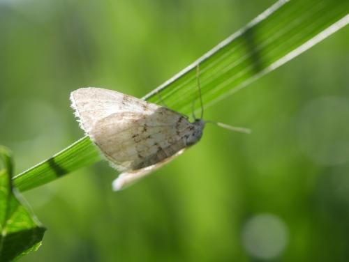 Réf. 304 942 : Larentiinae inconnu