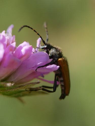Stictoleptura sp.