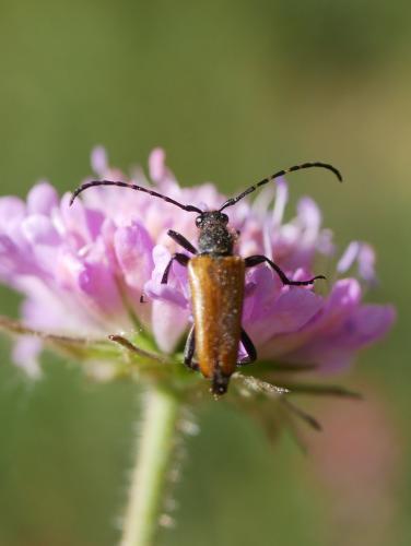 Stictoleptura sp.