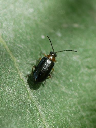 Réf. 304 938 : Luperus sp.