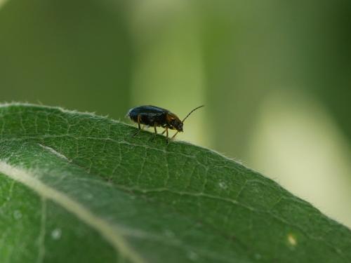 Réf. 304 939 : Luperus sp.