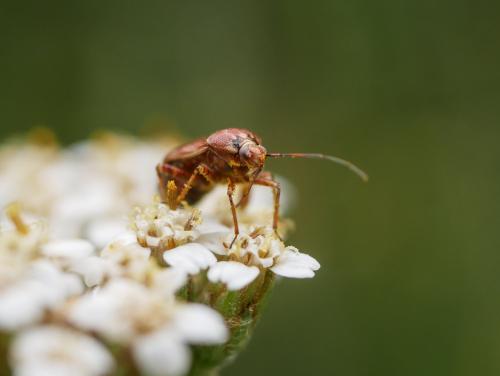 Lygus punctatus