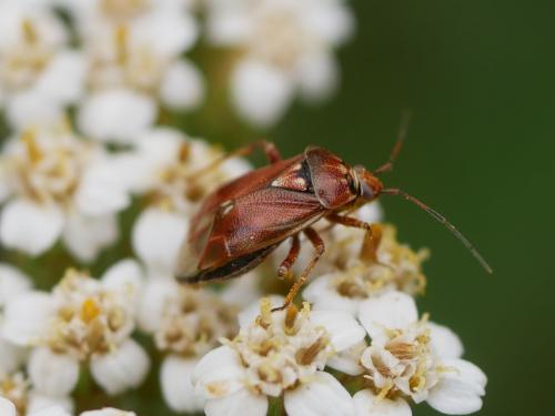 Lygus punctatus