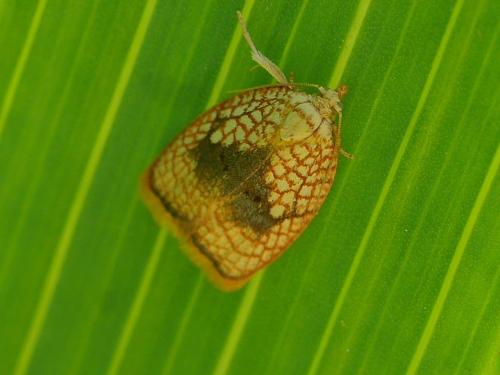 Réf. 304 825 : Acleris forsskaleana
