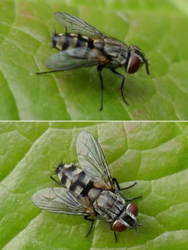 Réf. 304 035 : Metopia campestris