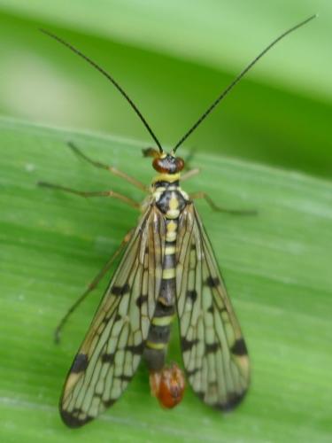 Panorpa germanica