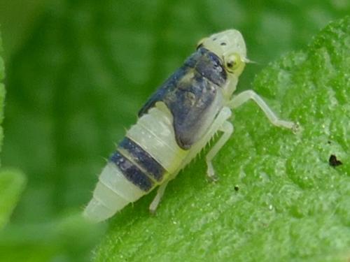 Evacanthus interruptus