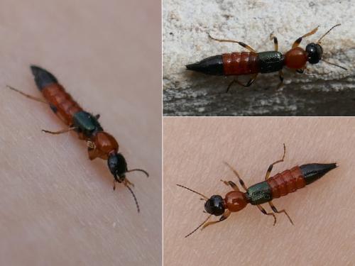 Réf. 304 018 : Paederus littoralis