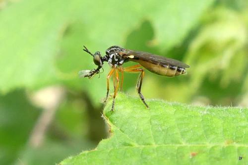 Réf. 304 141 : Dioctria sp.