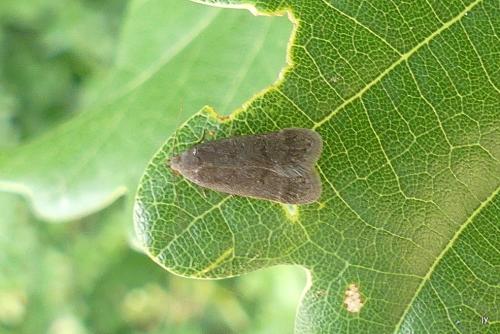 Réf. 304 877 : Anacampsis sp.