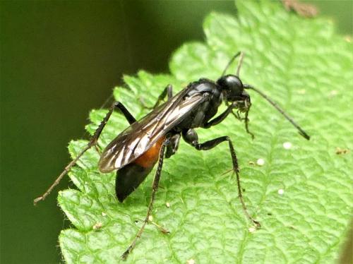Priocnemis sp.