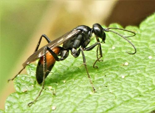 Priocnemis sp.