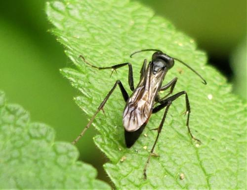Priocnemis sp.
