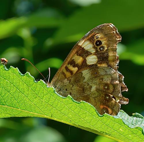 Pararge aegeria