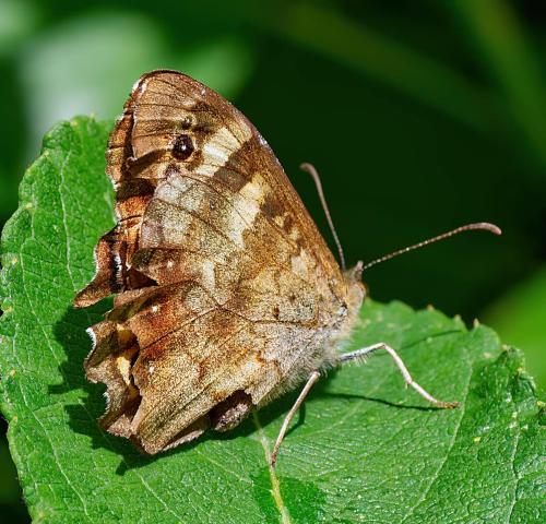 Pararge aegeria