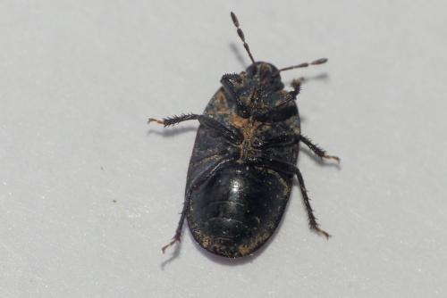 Ochetostethus sp.