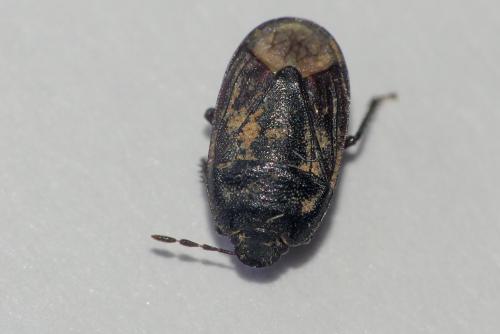 Ochetostethus sp.