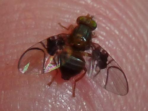 Réf. 304 461 : Anomoia purmunda