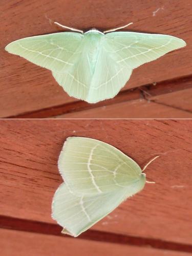 Hemistola chrysoprasaria