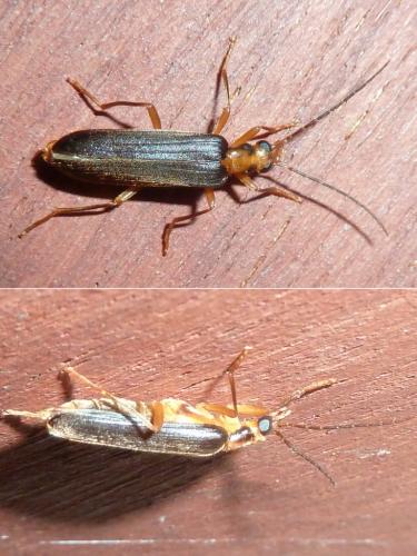 Nacerdes carniolica