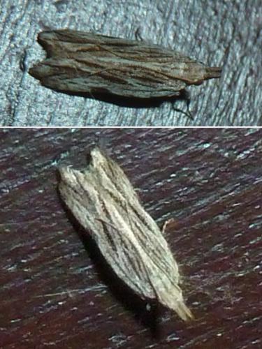 Anarsia sp.