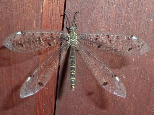Réf. 304 816 : Distoleon tetragrammicus