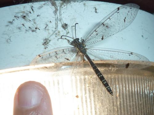 Distoleon tetragrammicus