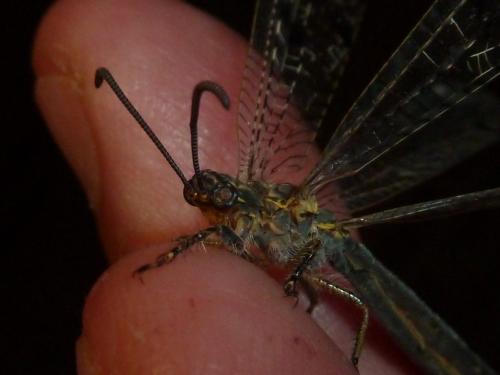 Réf. 304 818 : Distoleon tetragrammicus