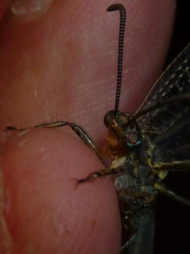 Réf. 304 819 : Distoleon tetragrammicus