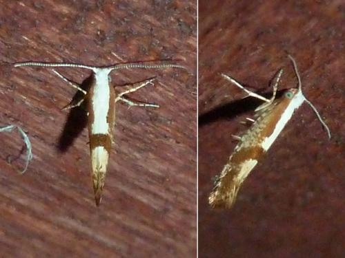 Réf. 304 835 : Argyresthia pruniella