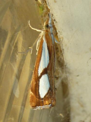 Réf. 304 875 : Catoptria pinella