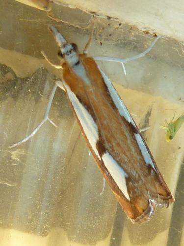 Réf. 304 876 : Catoptria pinella