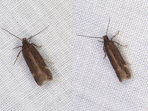 Aroga velocella