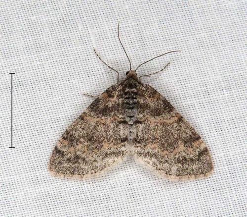 Réf. 304 513 : Lobophora halterata