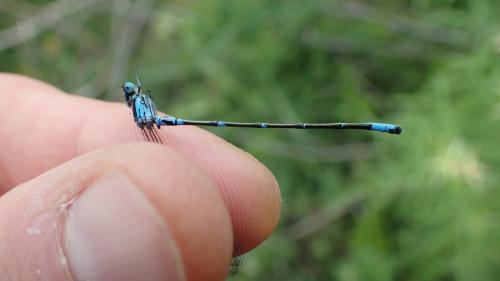 Coenagrion pulchellum