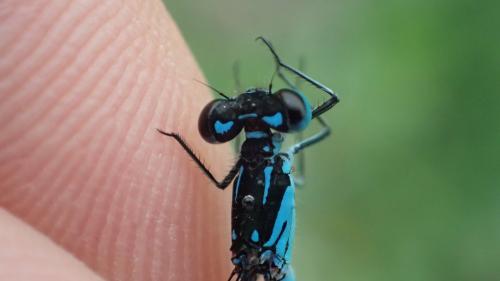Coenagrion pulchellum