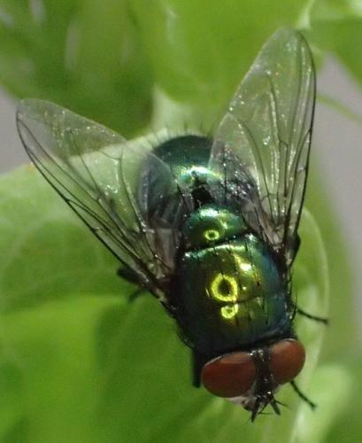 Réf. 304 397 : Lucilia sericata