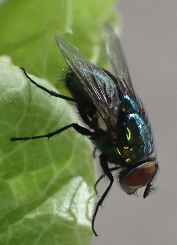 Réf. 304 398 : Lucilia sericata