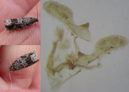 Réf. 304 220 : Ancylis achatana