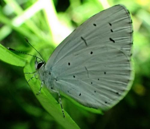 Réf. 304 139 : Celastrina argiolus