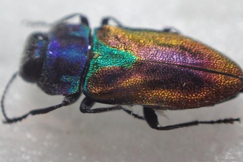 Réf. 304 390 : Anthaxia midas