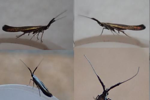 Coleophora mayrella
