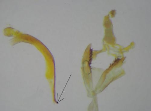 Réf. 304 270 : Coleophora lutipennella