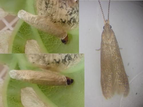 Coleophora lutipennella