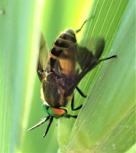 Réf. 304 944 : Chrysops relictus