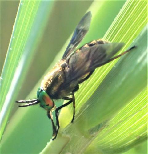 Réf. 304 945 : Chrysops relictus