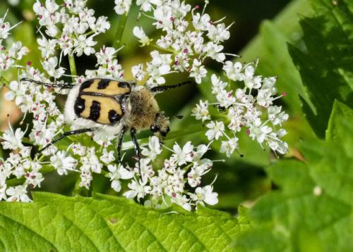 Trichius sp.