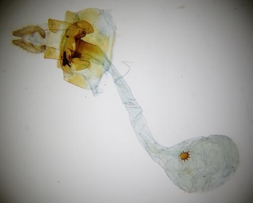 Réf. 304 319 : Acleris abietana