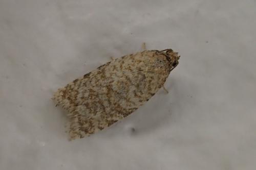 Réf. 304 344 : Isotrias stramentana