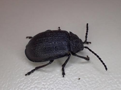 Réf. 304 491 : Galeruca sp.